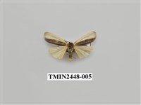 藏品(雙分苔蛾)的圖片